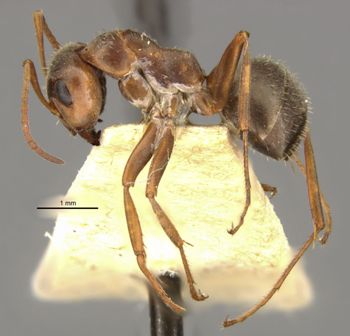 Media type: image;   Entomology 8878 Aspect: habitus lateral view